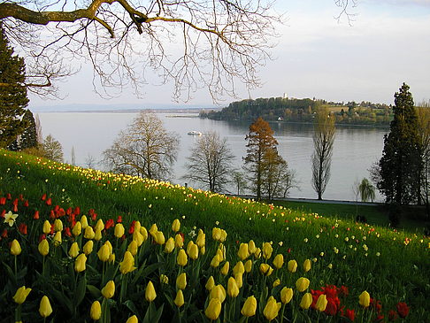 Fotos Mainau Frühling | 