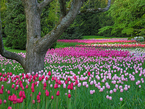 Foto Mainau Frühling - Konstanz