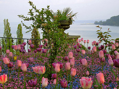 Fotos Mainau Frühling | 